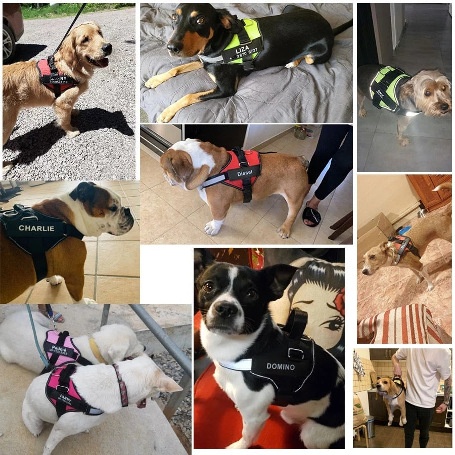 Custom Dog Harness