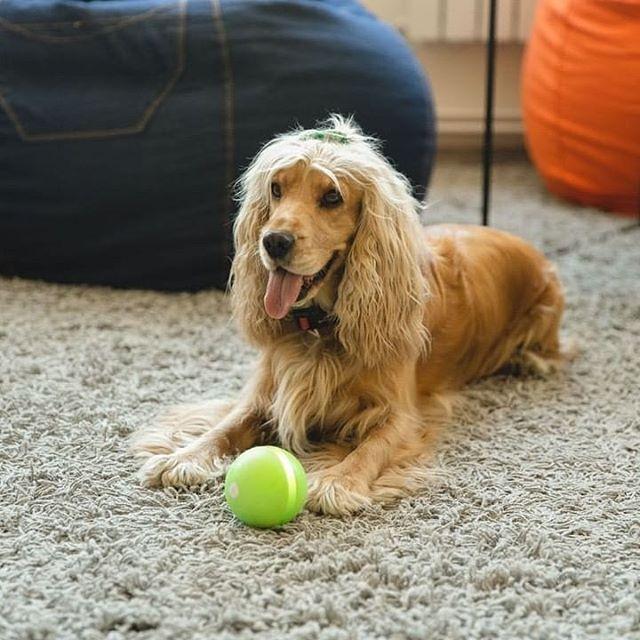 Go-Go Smart Ball